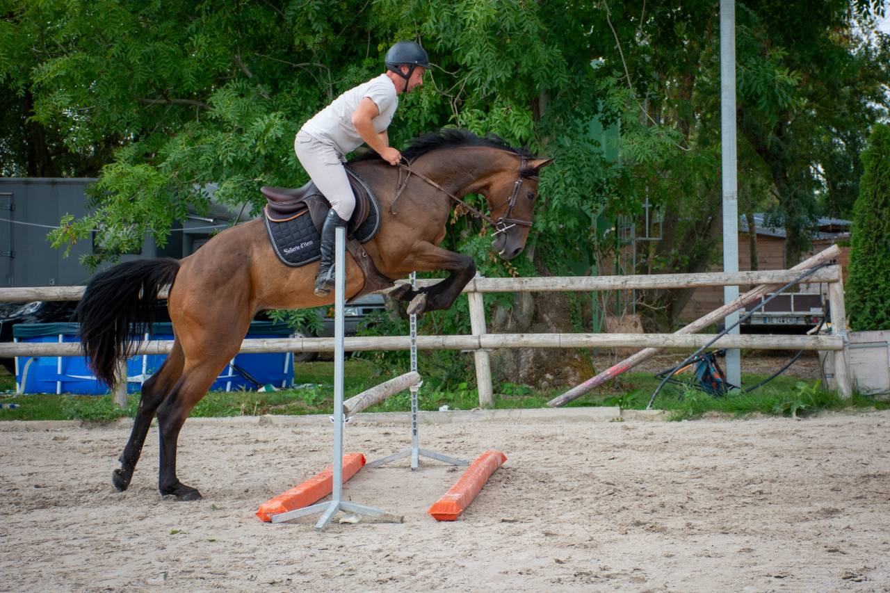 Inklusive hongre Hanovrien de 4 ans, &agrave; vendre.