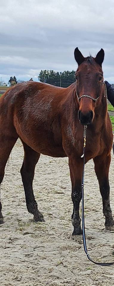 Cheval retrait&eacute; &agrave; donner pour compagnie