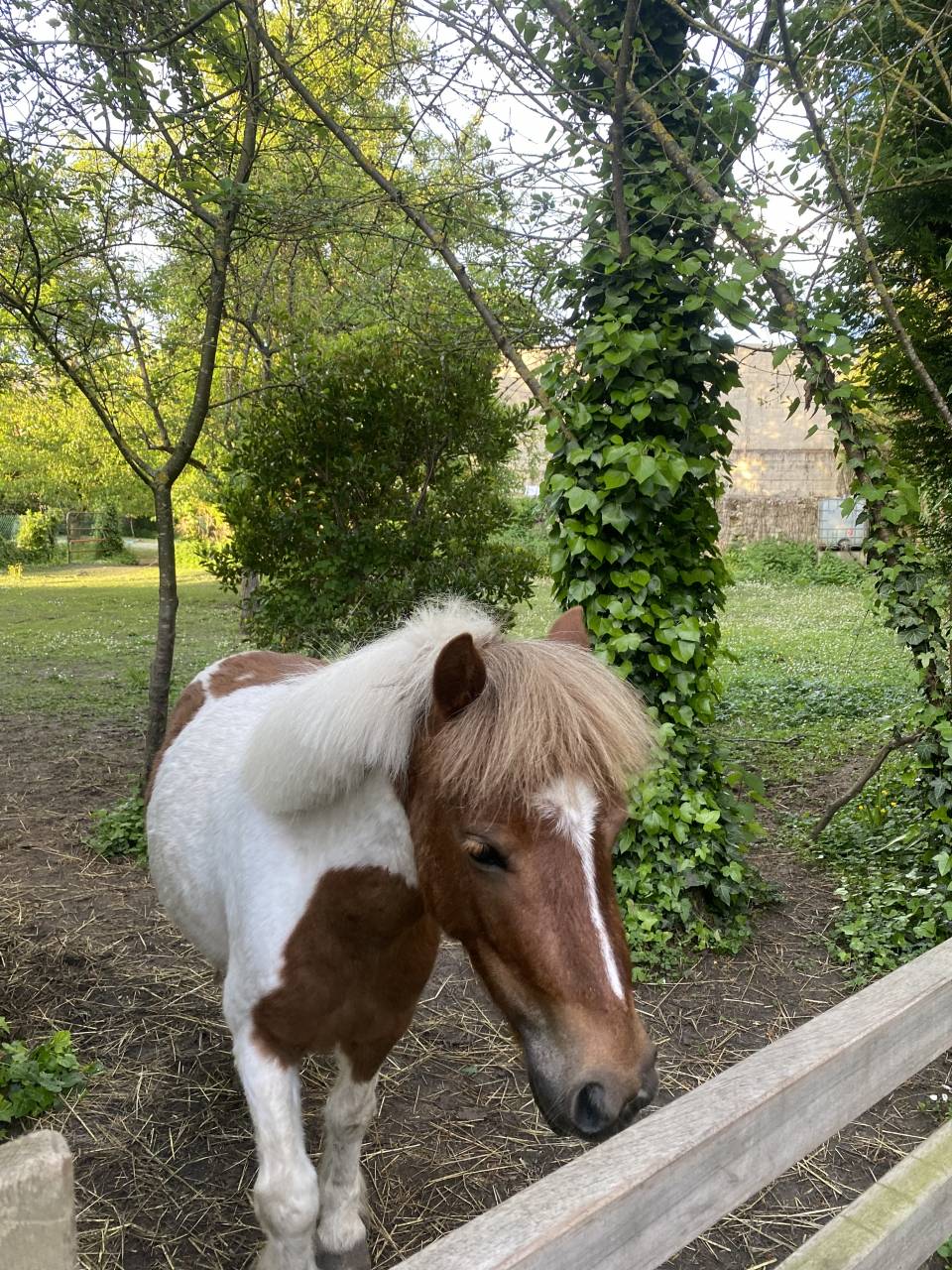 Ponette shetland &agrave; vendre 