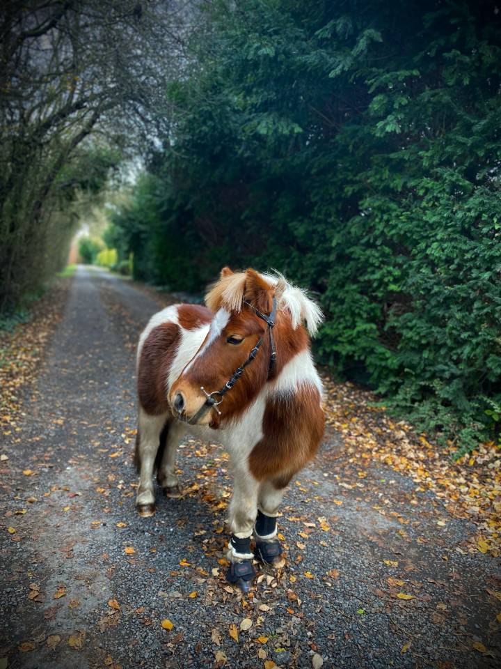 Ponette shetland &agrave; vendre 