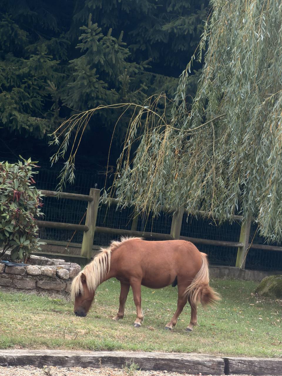 Jeune poney &agrave; vendre - 1 an - Pepito recherche famille 