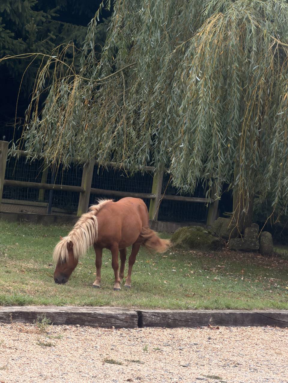 Jeune poney &agrave; vendre - 1 an - Pepito recherche famille 
