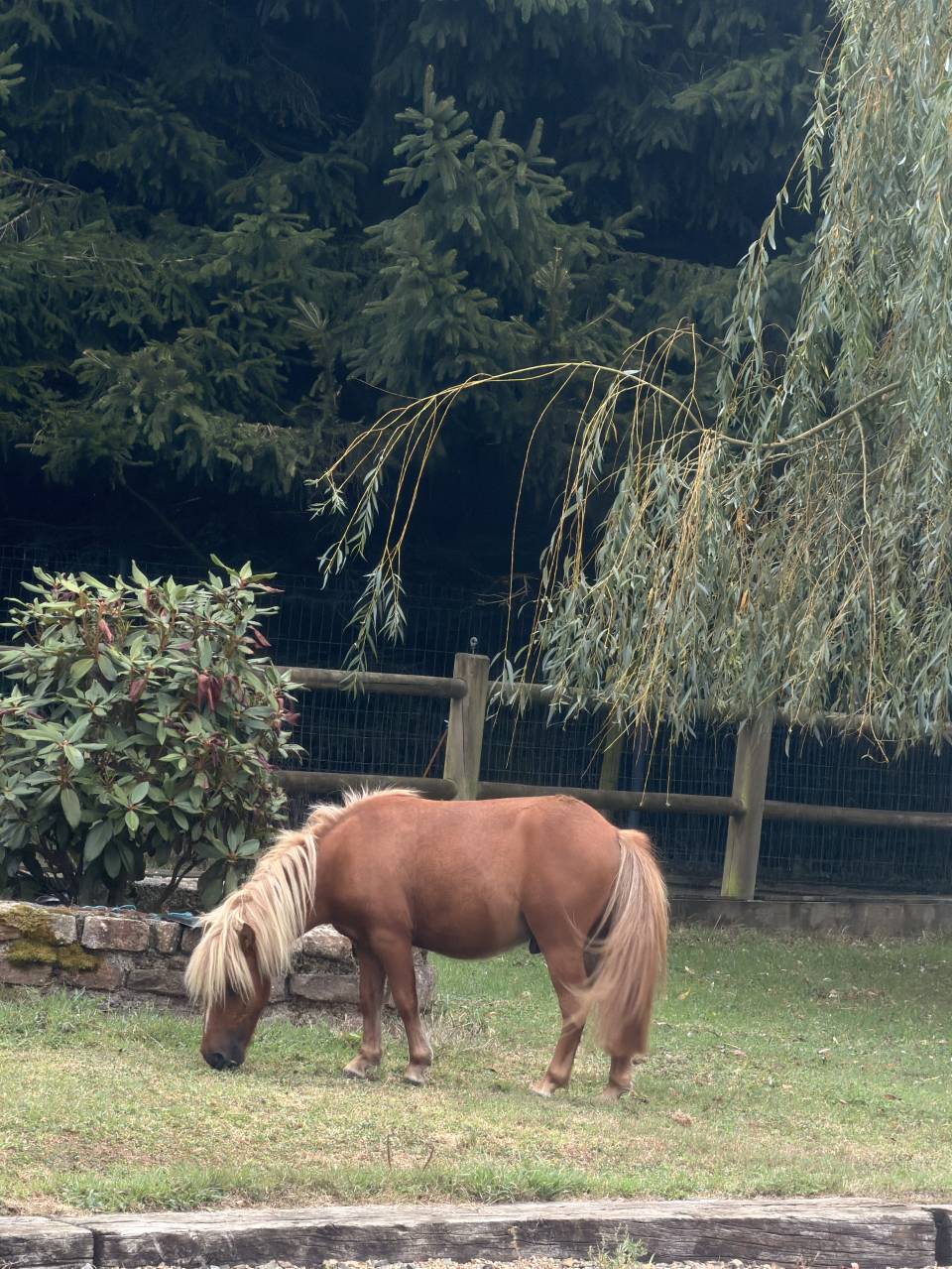 Jeune poney &agrave; vendre - 1 an - Pepito recherche famille 
