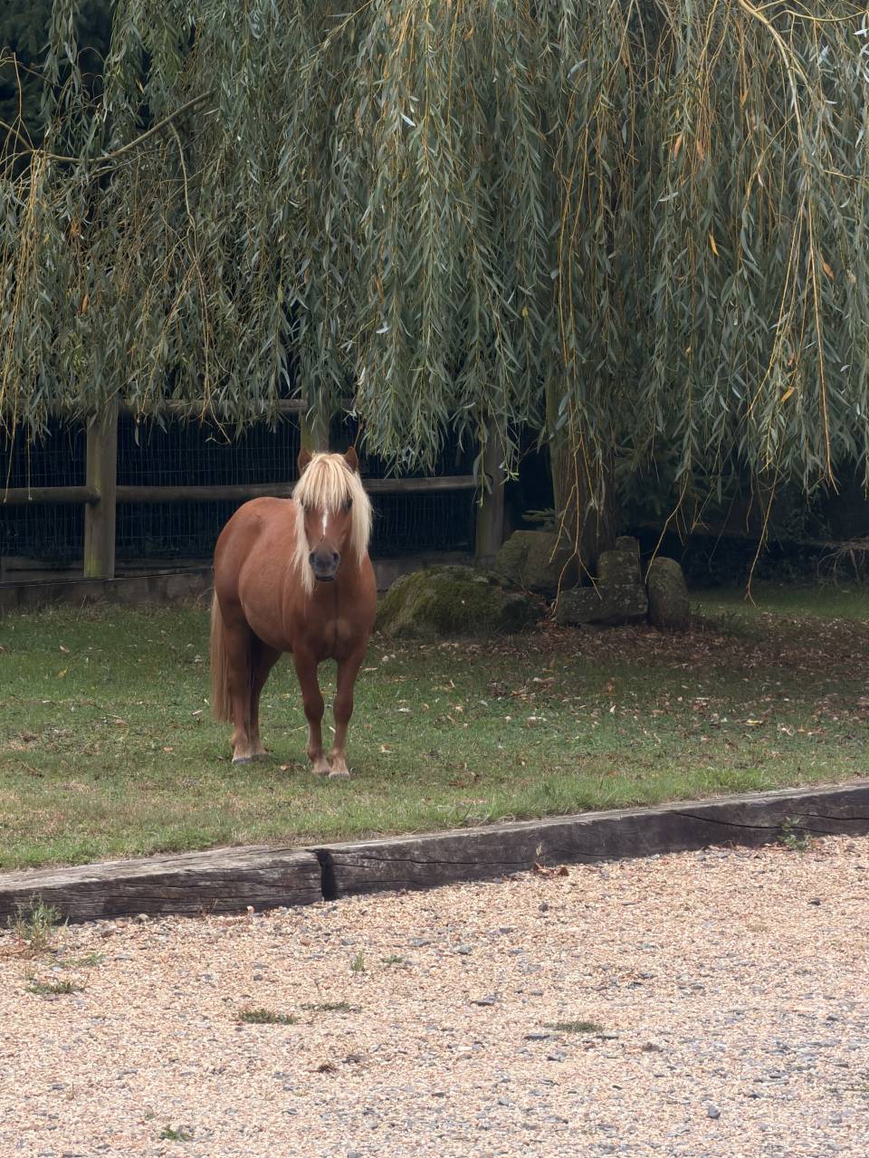 Jeune poney &agrave; vendre - 1 an - Pepito recherche famille 