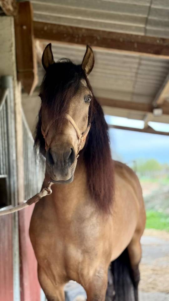 Hongre - PRE - 6 ans - Dressage/ Polyvalent - Suisse