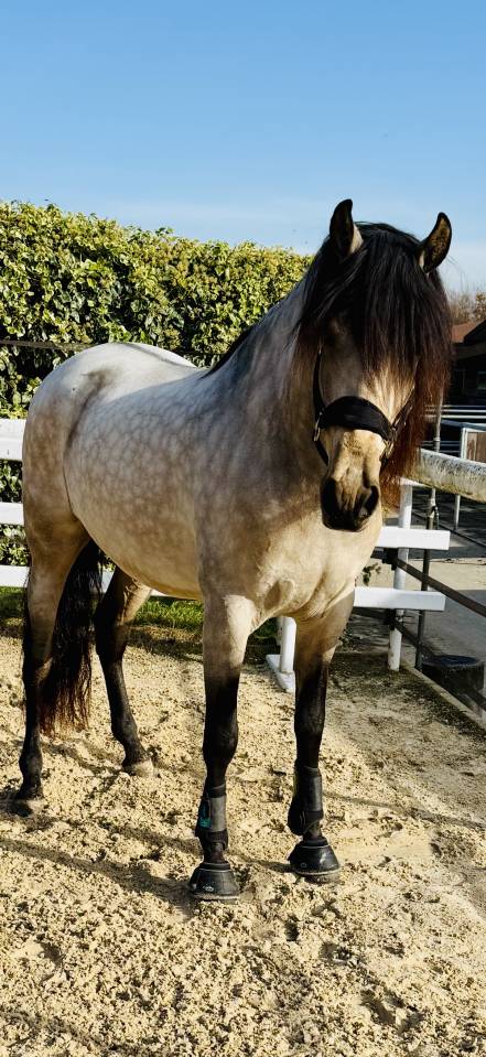 Hongre - PRE - 6 ans - Dressage/ Polyvalent - Suisse