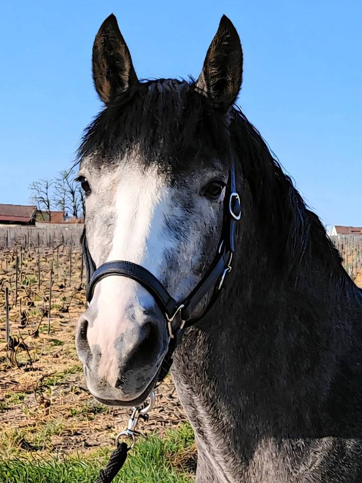 A vendre Poney entier 3 ans