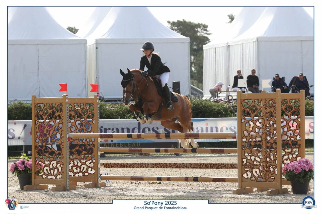 Poney hongre 7 ans