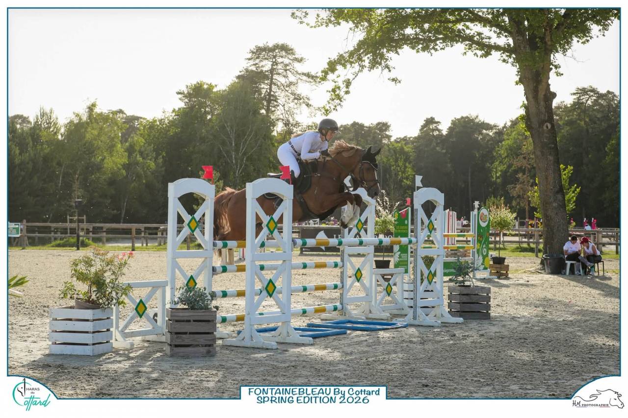 Poney hongre 7 ans