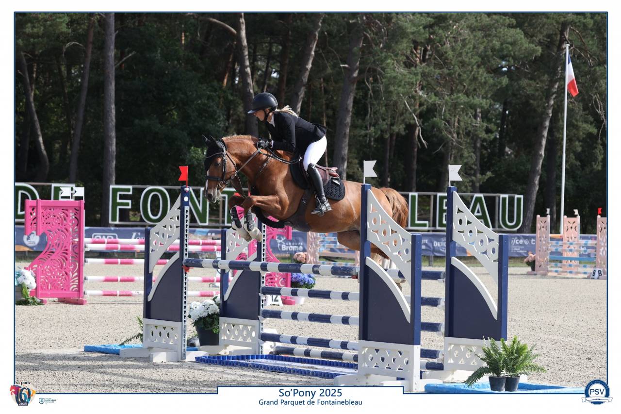 Poney hongre 7 ans
