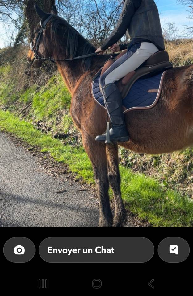 Cheval de loisir 