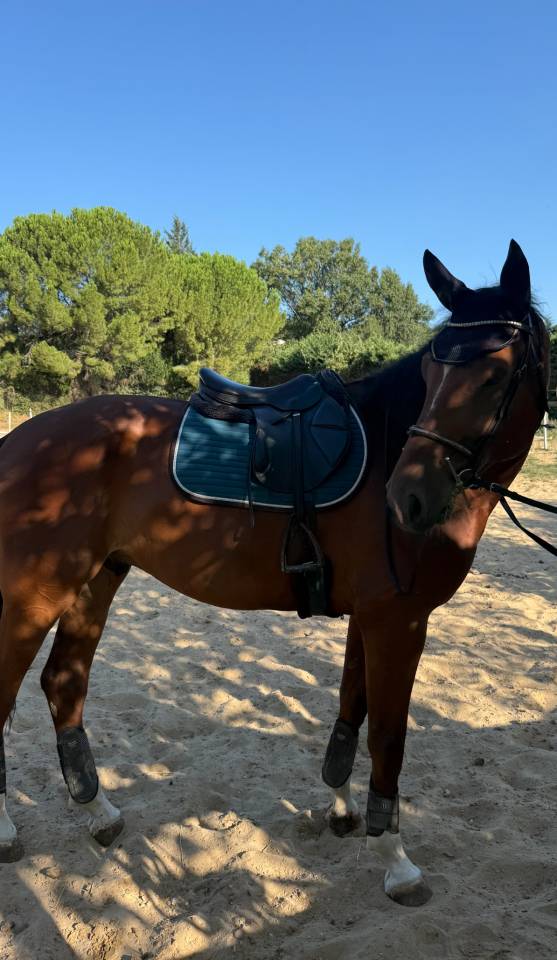 OPPORTUNIT&Eacute; - MAGNIFIQUE CHEVAL DE 7ans - CSO/CCE&hellip;