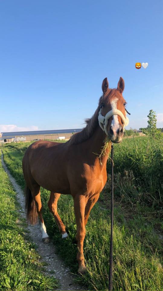 Cheval &agrave; louer