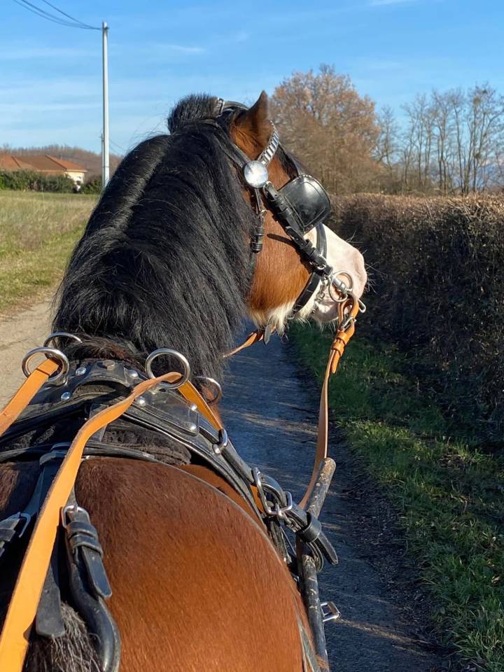 &Eacute;talon poney Welsh A 