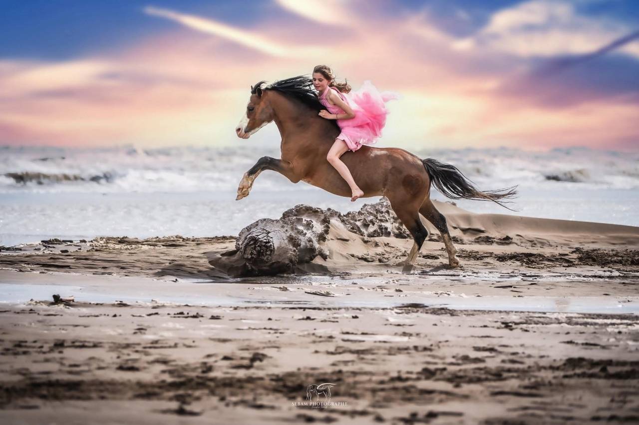 &Eacute;talon poney Welsh A 
