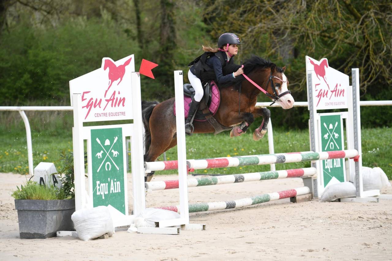 &Eacute;talon poney Welsh A 