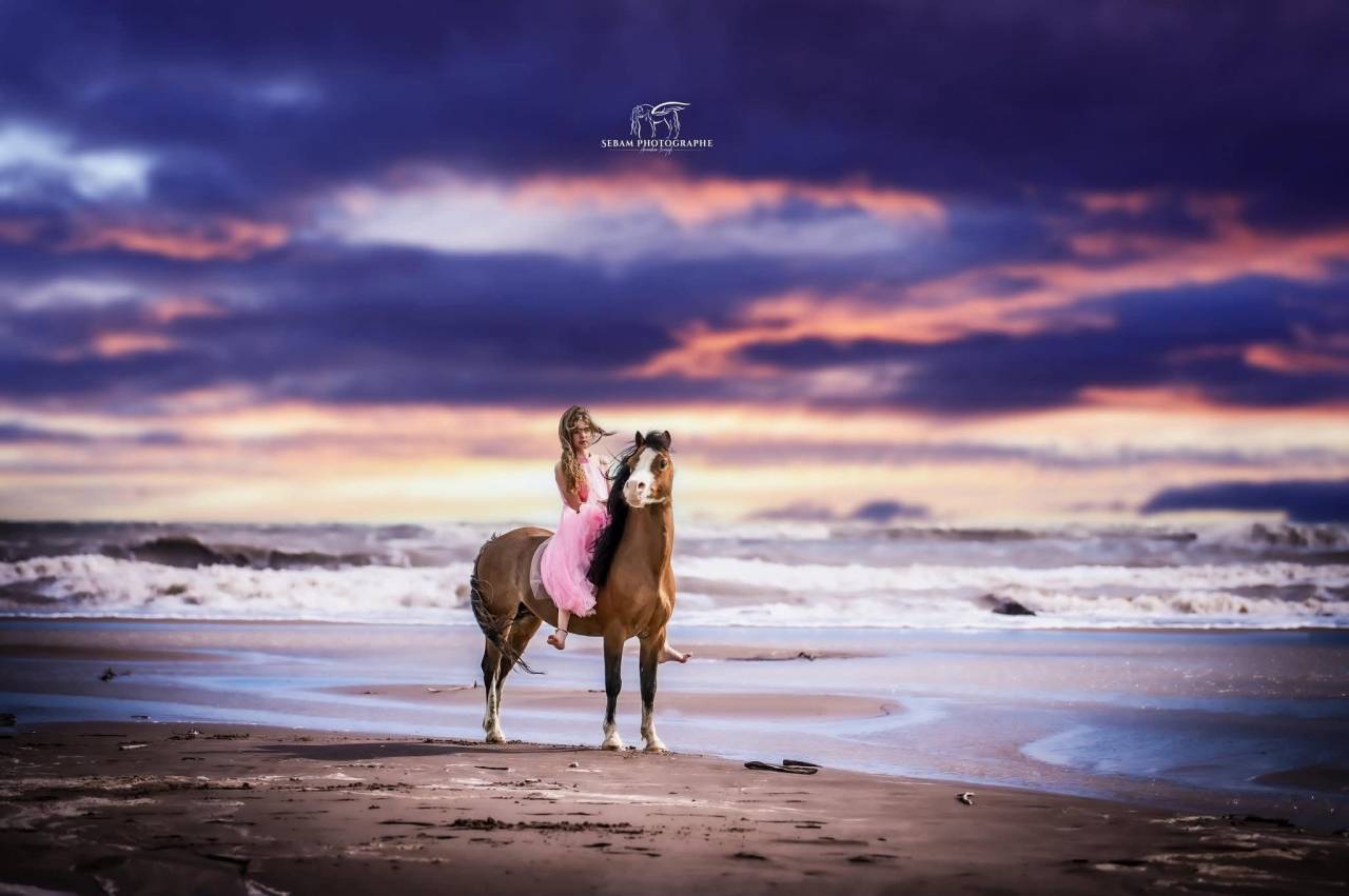 &Eacute;talon poney Welsh A 