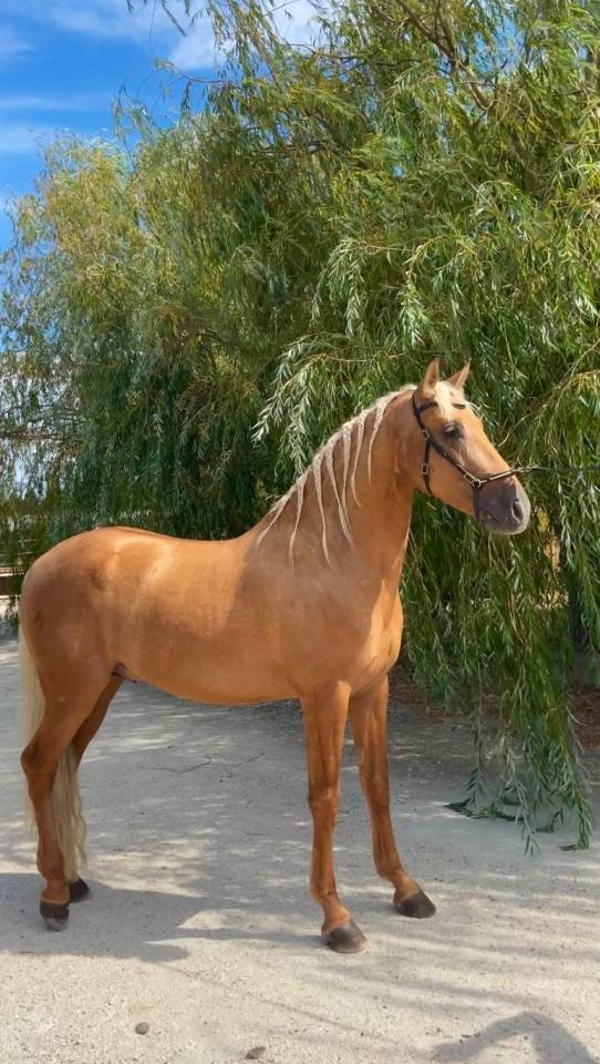 entier Palomino PRE PP 