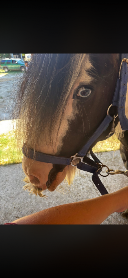 Vends poney adorable 