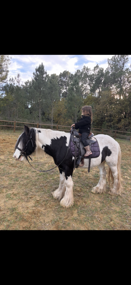 Vends poney adorable 