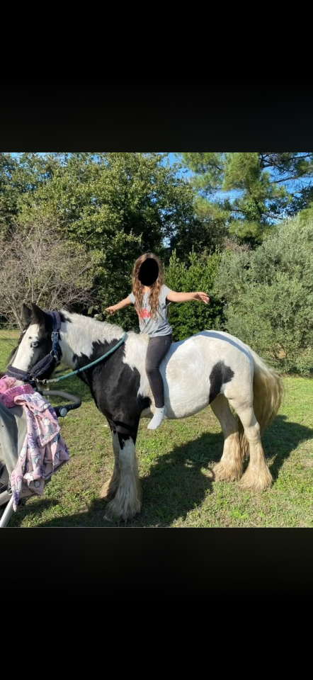 Vends poney adorable 