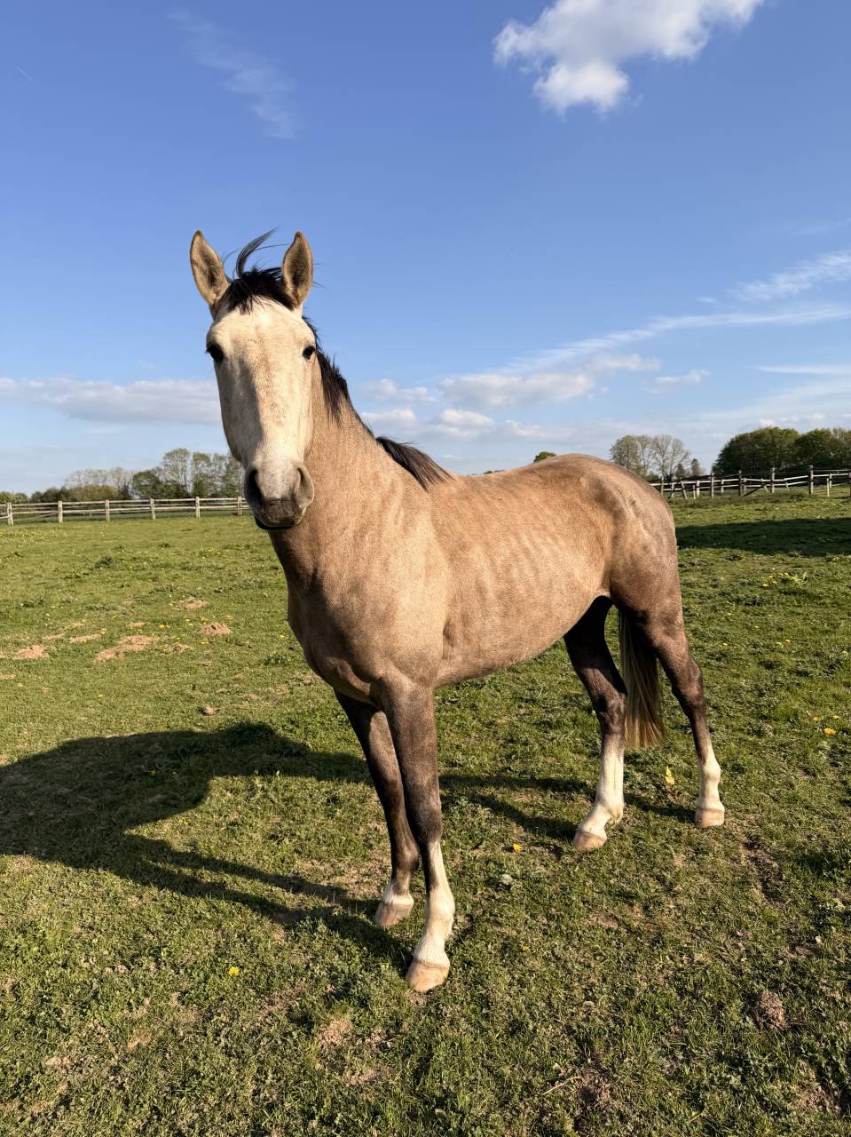 Cheval de 3 ans