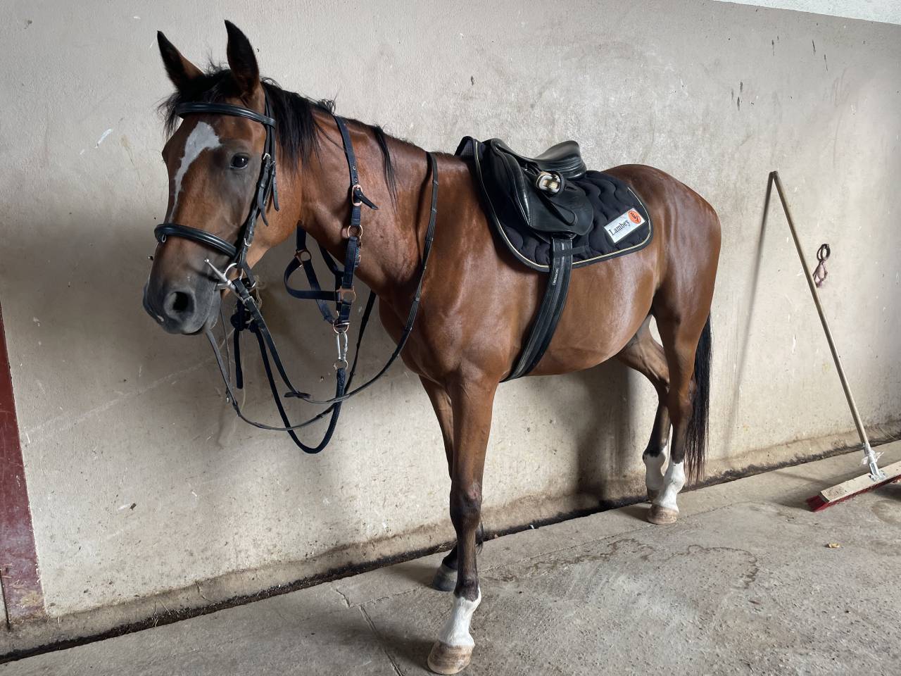 Jeune PSA de 4 ans 