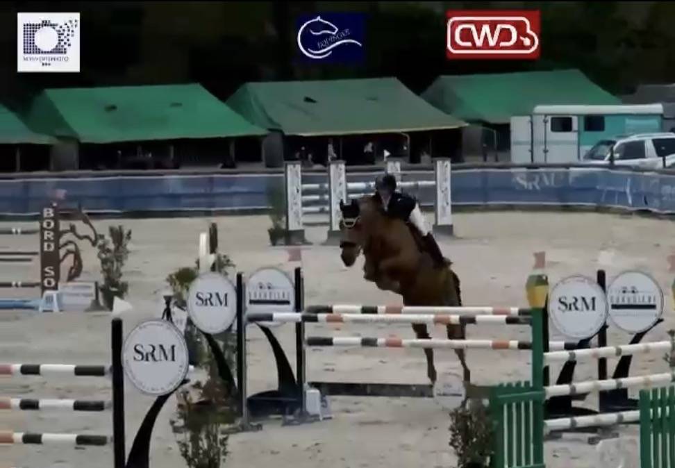 Cheval de concours - Hongre 10 ans 1m66  Exp&eacute;rience 135 