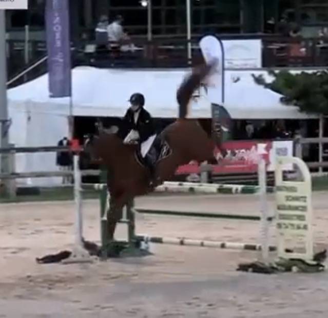 Cheval de concours - Hongre 10 ans 1m66  Exp&eacute;rience 135 