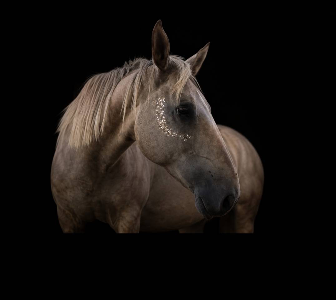 Jument oc pleine de linvictus d&rsquo;enjoy(tobiano) 