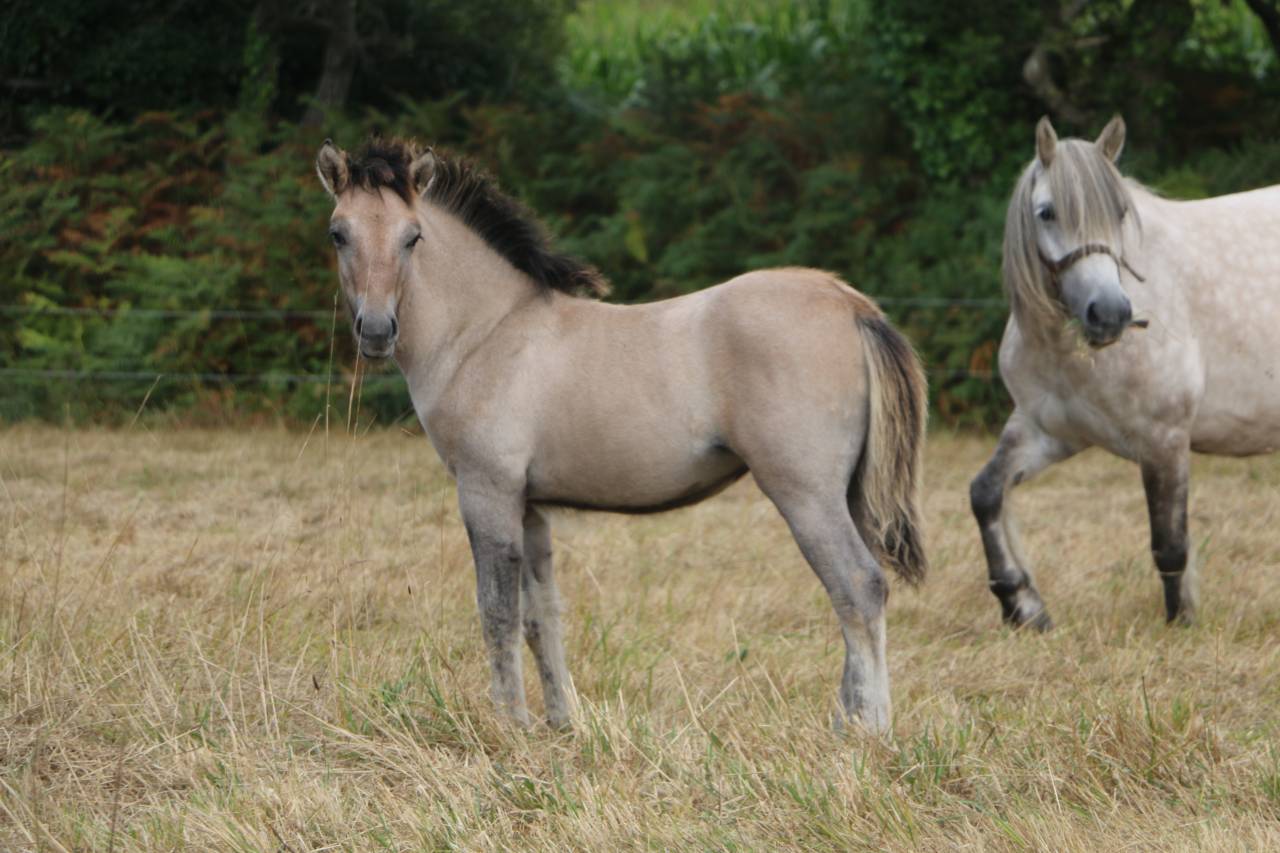 Poney HIGHLAND