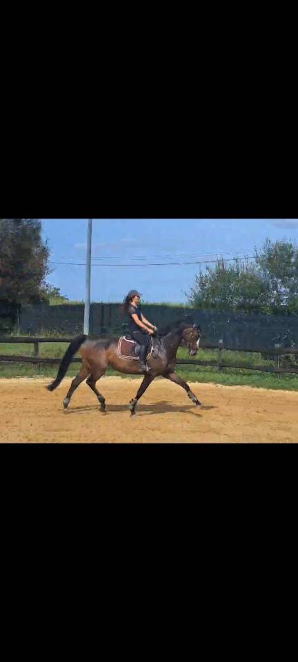Hongre SF 10 ans Loisirs