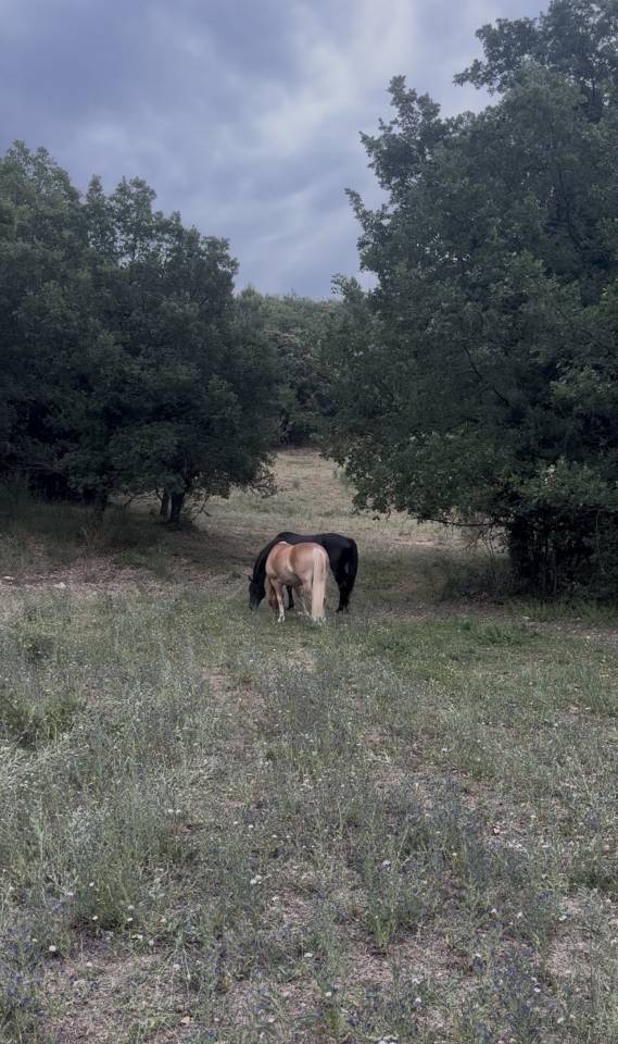 Pension chevaux en troupeau 15 hectares 