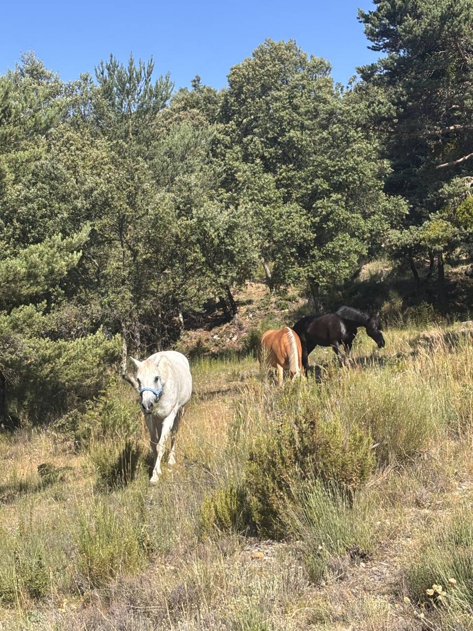 Pension chevaux en troupeau 15 hectares 