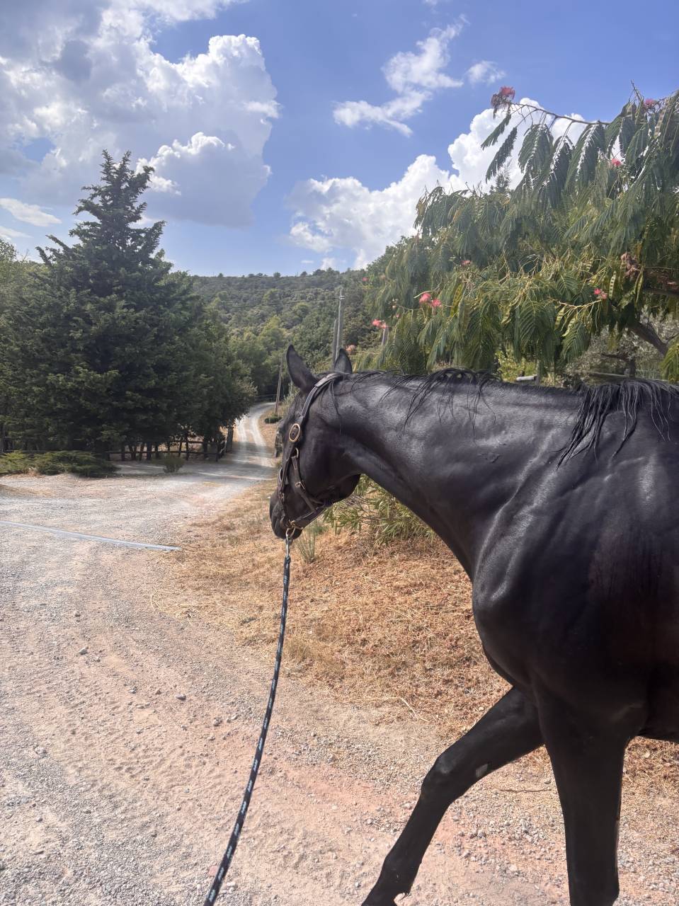 Pension chevaux en troupeau 15 hectares 
