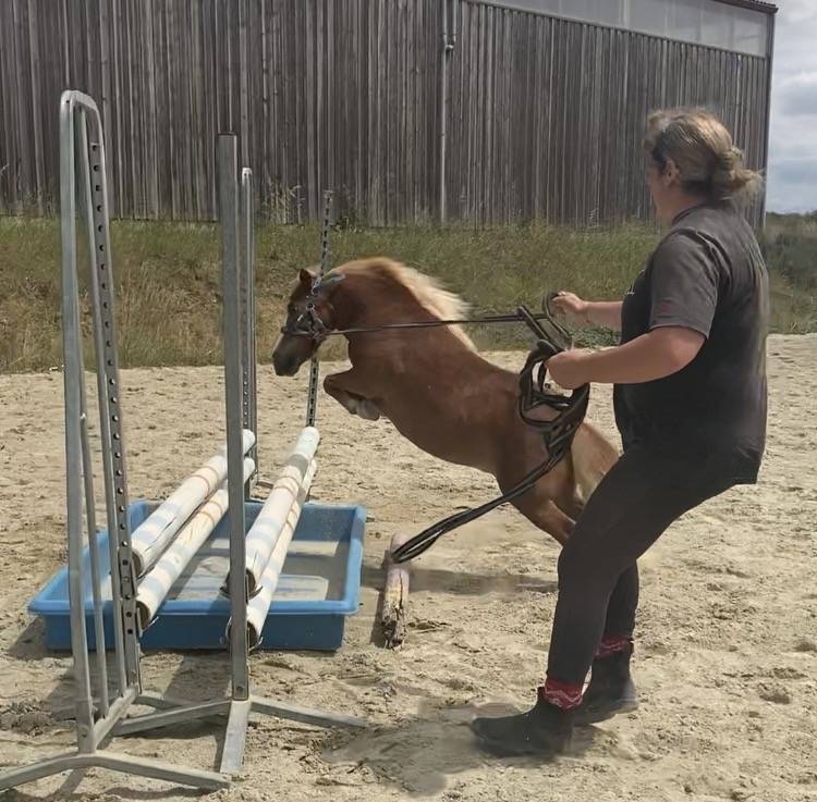 Groom maison concours ou cavalier soigneur 