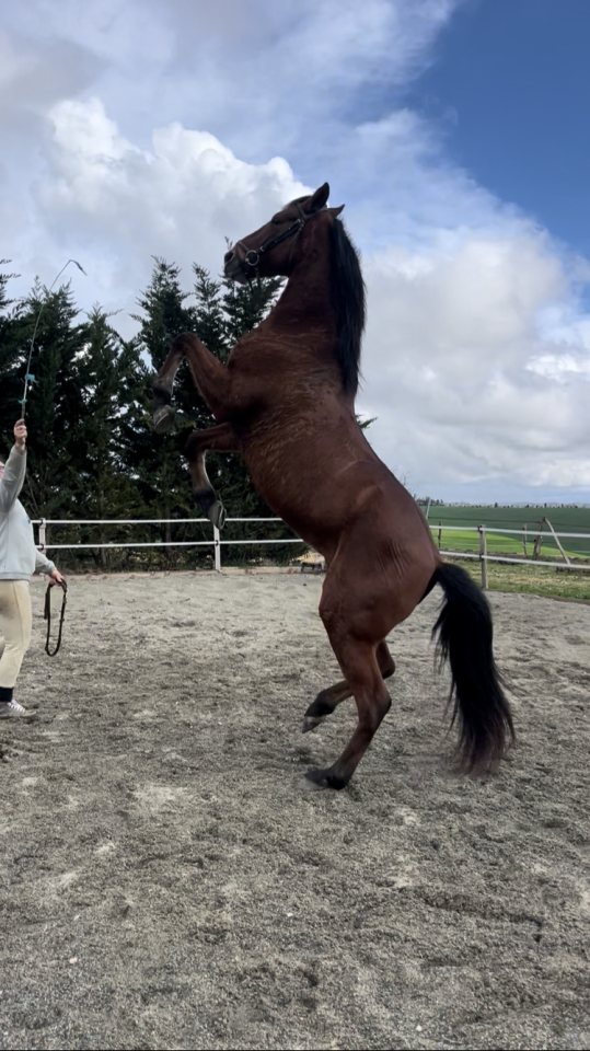 Groom maison concours ou cavalier soigneur 