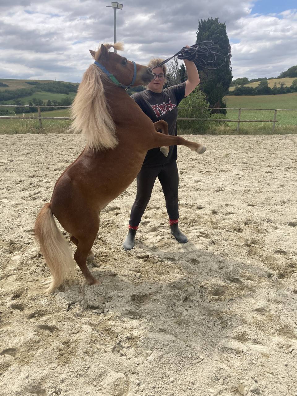 Groom maison concours ou cavalier soigneur 