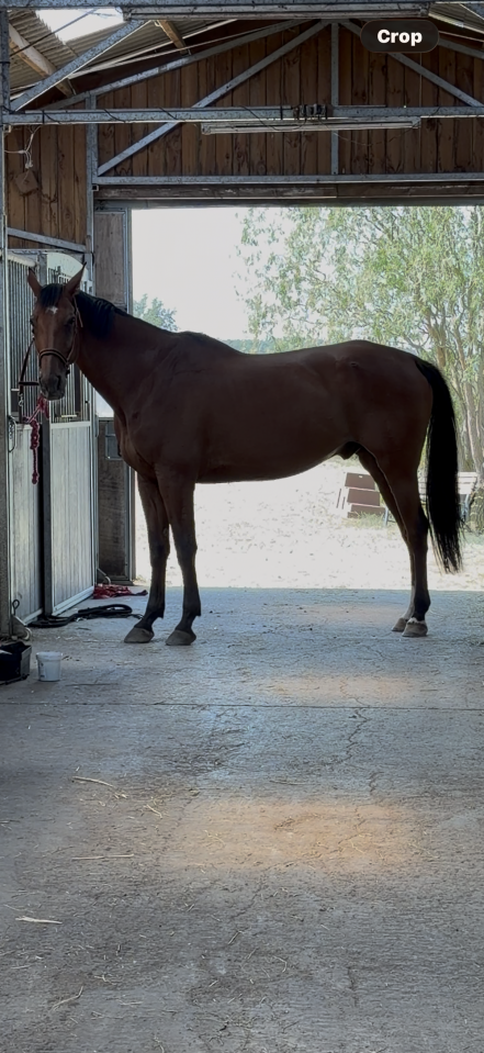 Hongre AA &agrave; vendre 