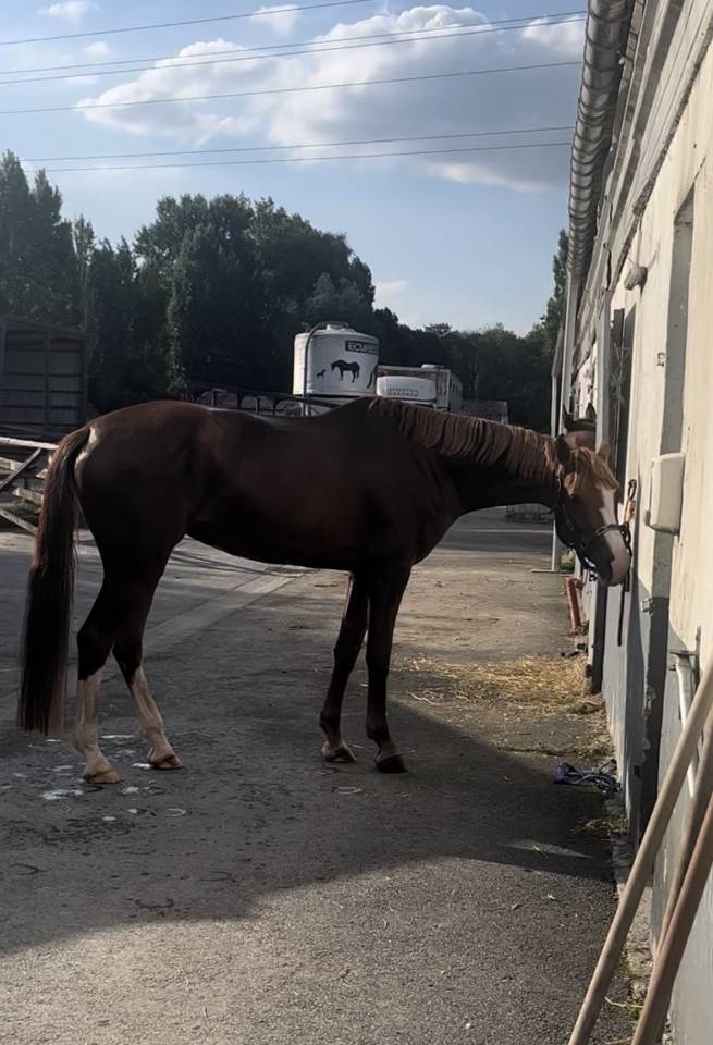 jument amateur &agrave; vendre 
