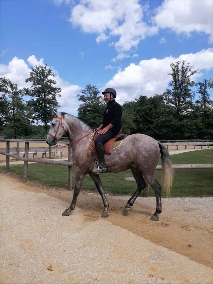 Merlin &ndash; cheval polyvalent mont&eacute; et attel&eacute;
