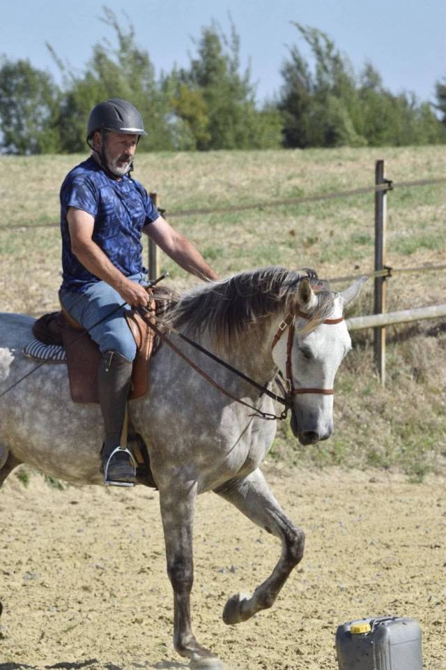 Merlin &ndash; cheval polyvalent mont&eacute; et attel&eacute;