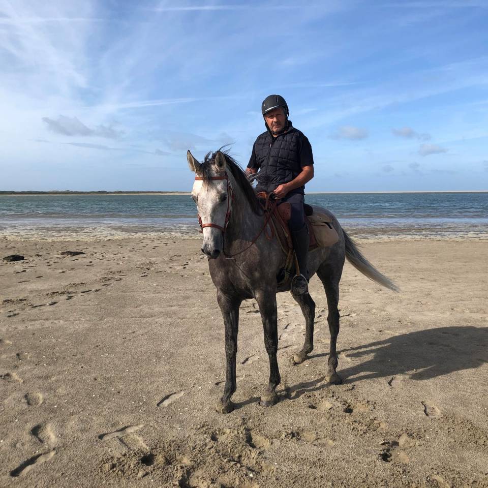 Merlin &ndash; cheval polyvalent mont&eacute; et attel&eacute;