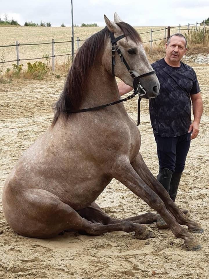 Merlin &ndash; cheval polyvalent mont&eacute; et attel&eacute;