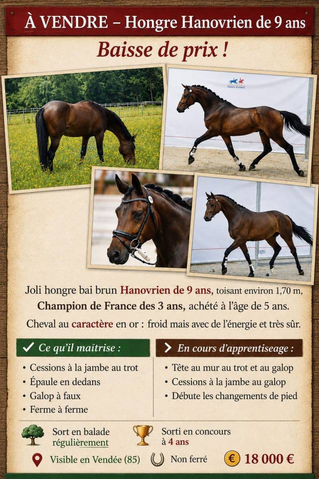 Hongre Hanovrien 9 ans