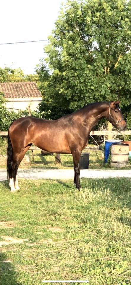 &Agrave; vendre jument de 8 ans 