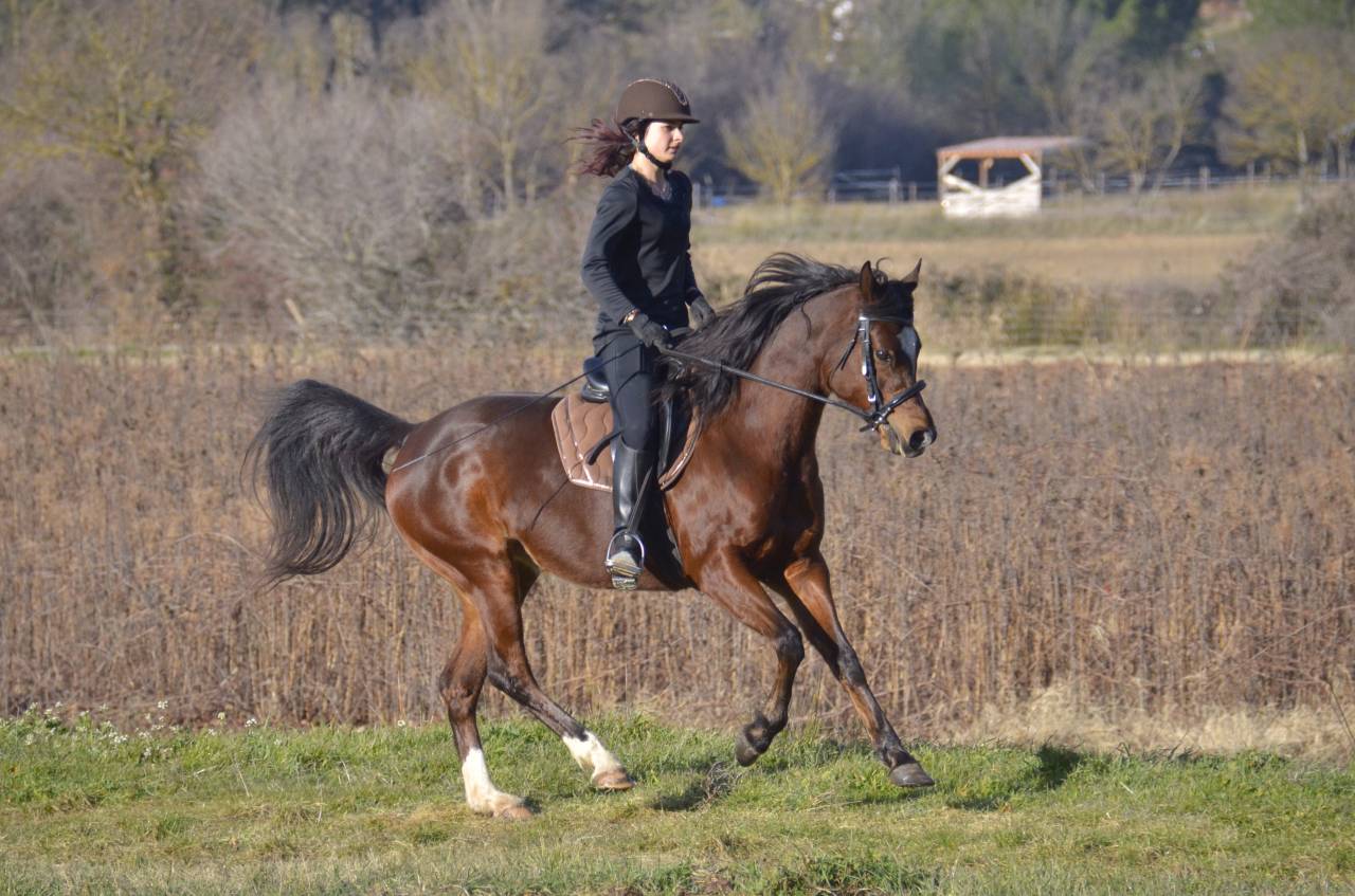 Jument selle/poulini&egrave;re 100% PSA Pur-Sang Arabe BAIE
