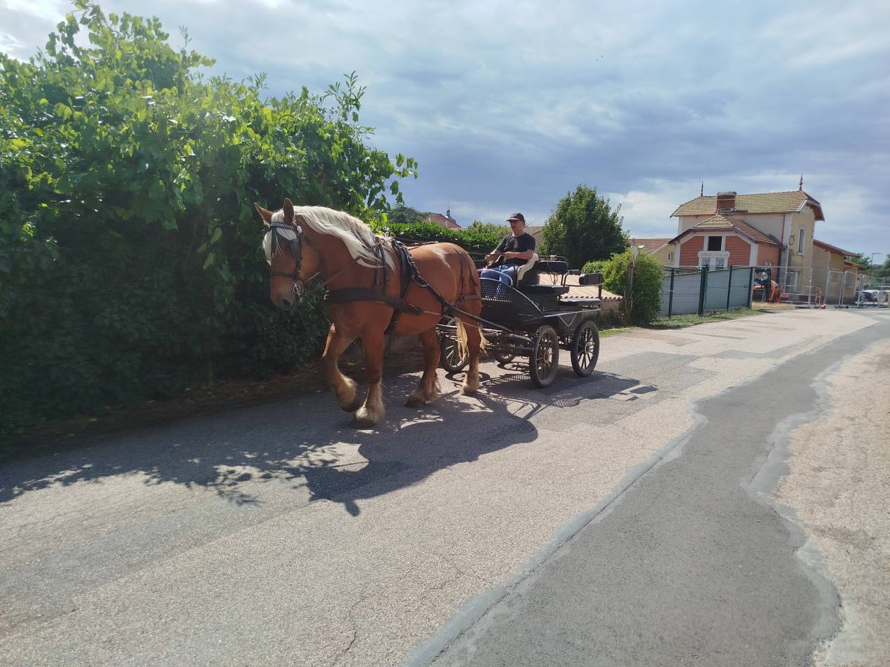 Lolita, jument comtoise PP