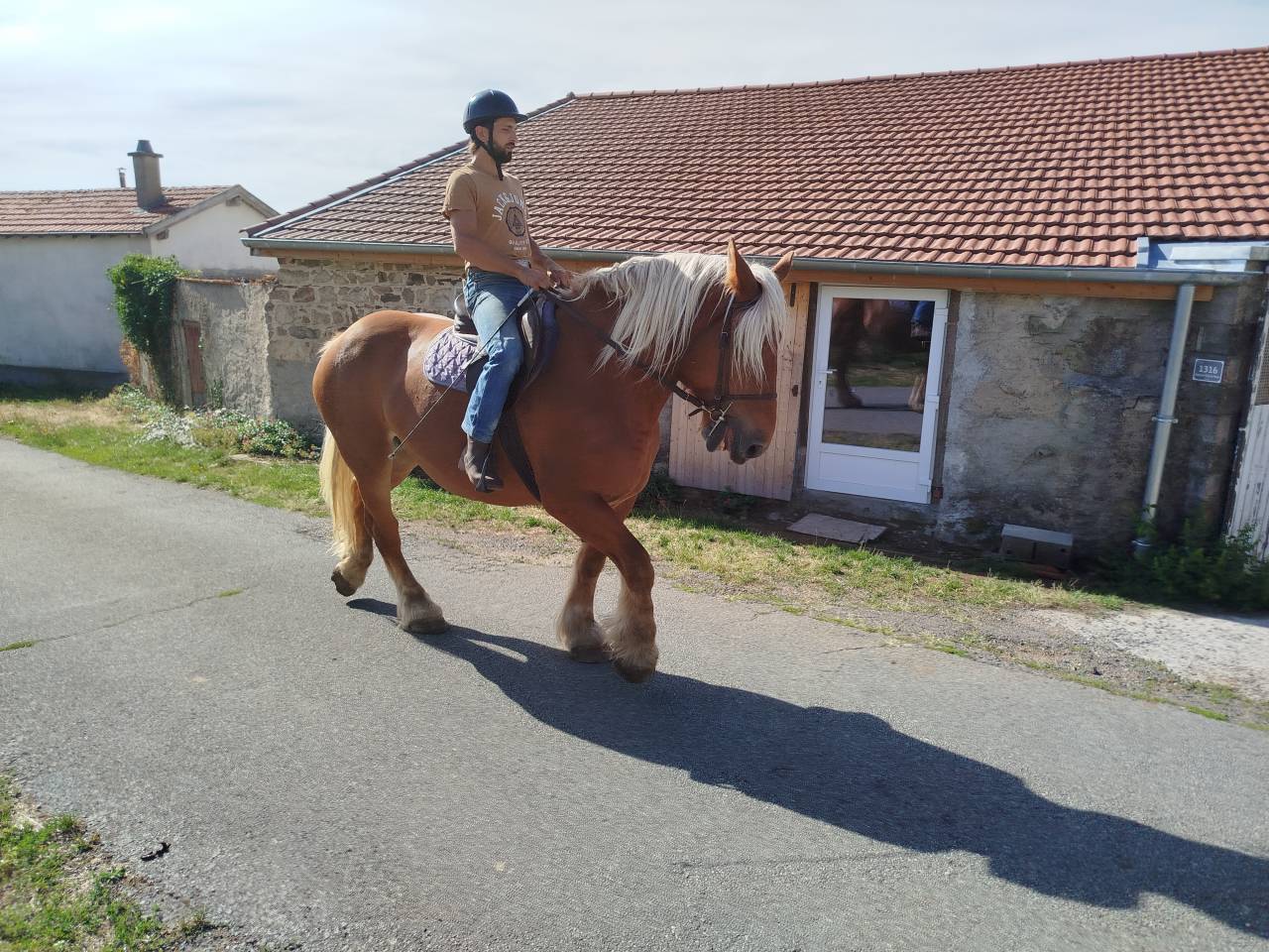 Lolita, jument comtoise PP