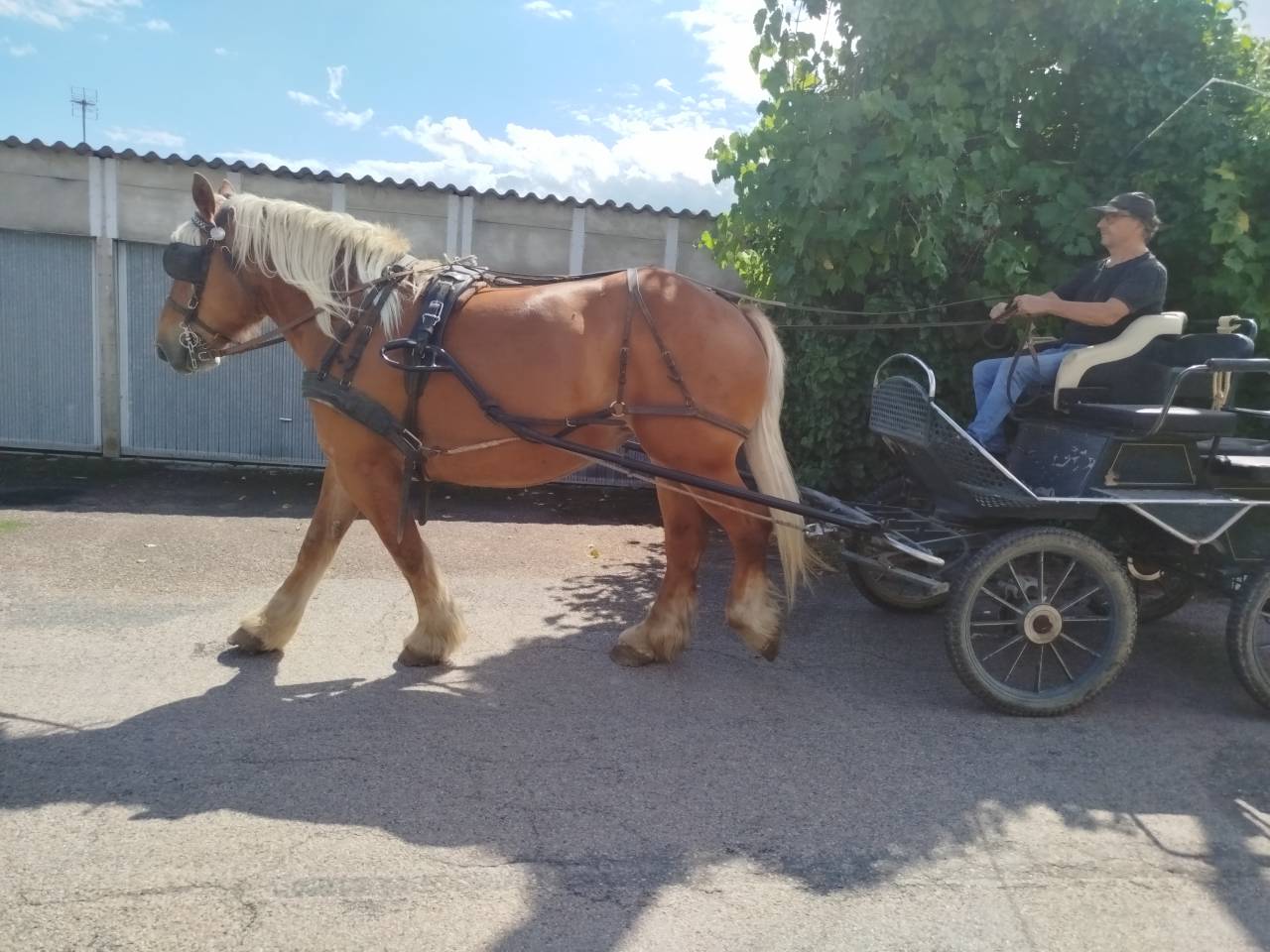 Lolita, jument comtoise PP